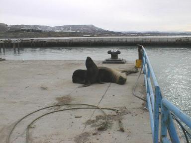 sealions