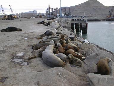 seals on the wharf